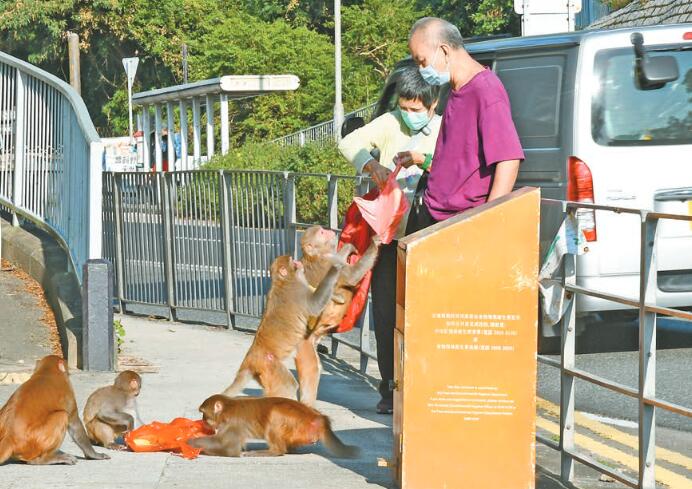 馬騮山護育過渡安排20年無寬鬆 義工憐飢餓冀發餵猴新證