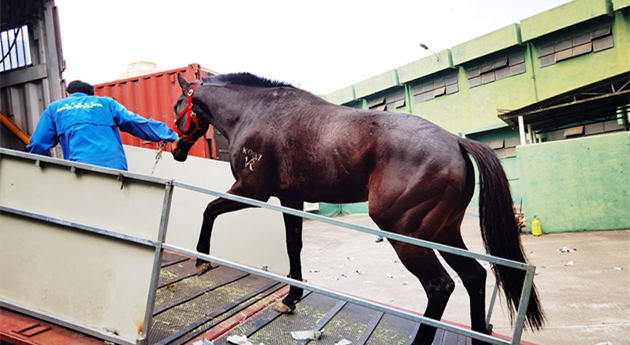 港珠澳大橋迎來「新客人」 20匹退役賽馬首次經大橋口岸通關