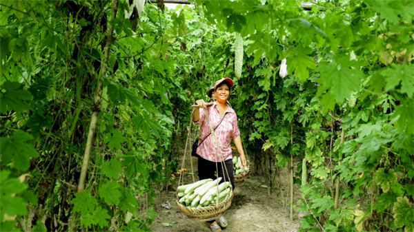 廣西容縣：白玉苦瓜種成「甜蜜產業」