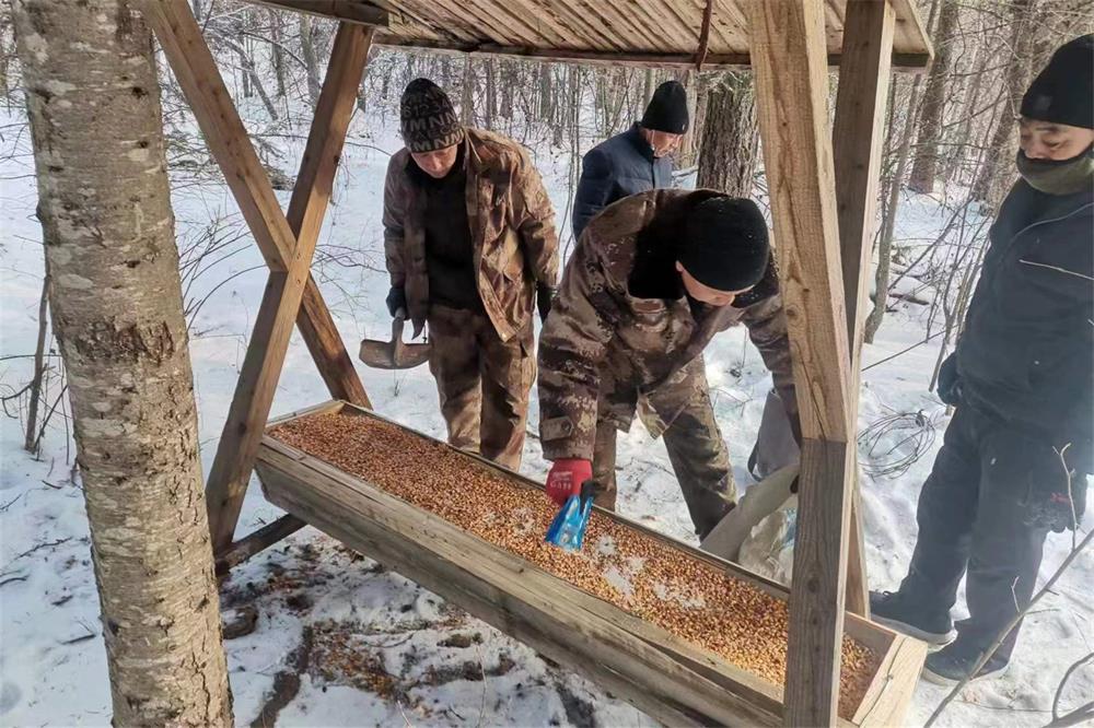 龍江森工穆稜局公司：專項行動保護野生動物棲息地