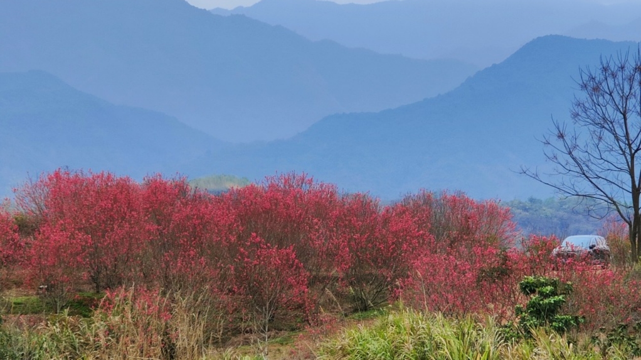 春風迎面吹 桃花朵朵開