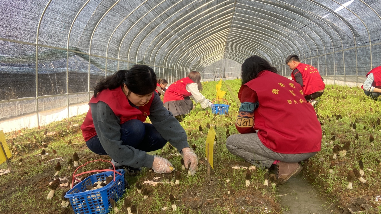 依託生態優勢 皖黟縣美溪鄉特色菌菇產業景氣生