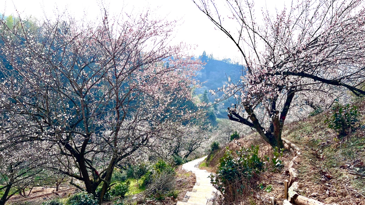 皖歙縣：北岸春天 「梅」景綻放