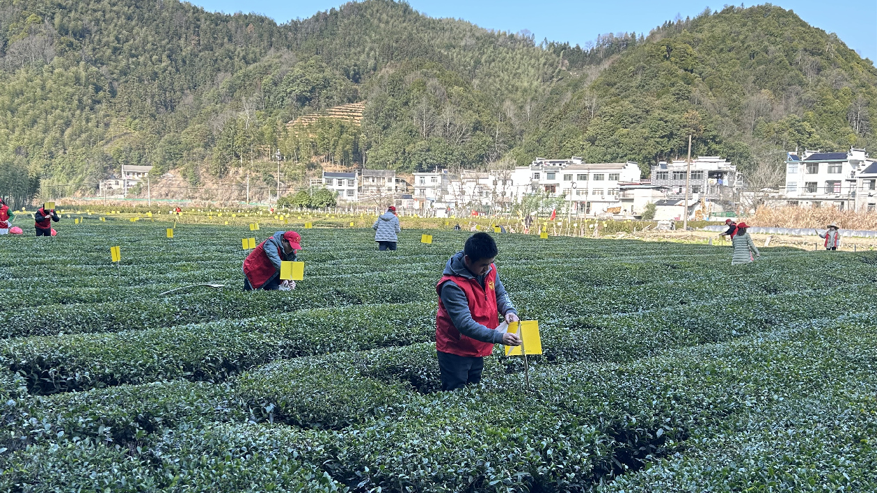 皖休寧縣：推進綠色防控  打造生態茶園