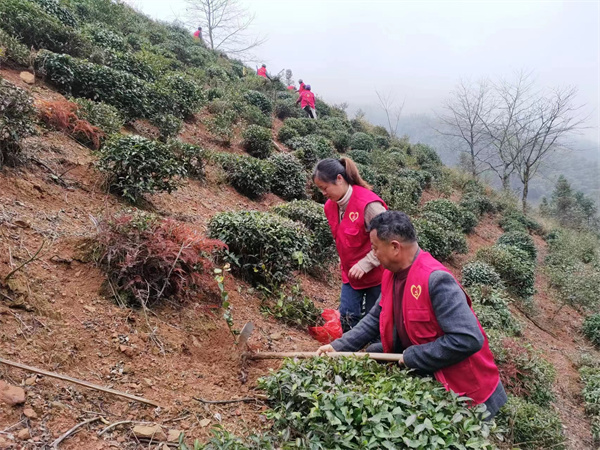 皖黟縣漁亭鎮：「兩茶」套種收益翻番