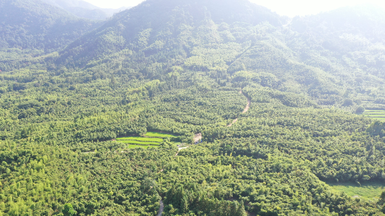 皖黃山區：新華小筍竹成就大產業