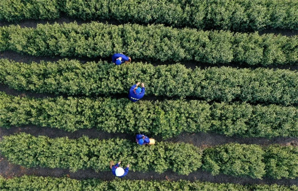 安徽巢湖：春暖茶飄香茶農採茶忙