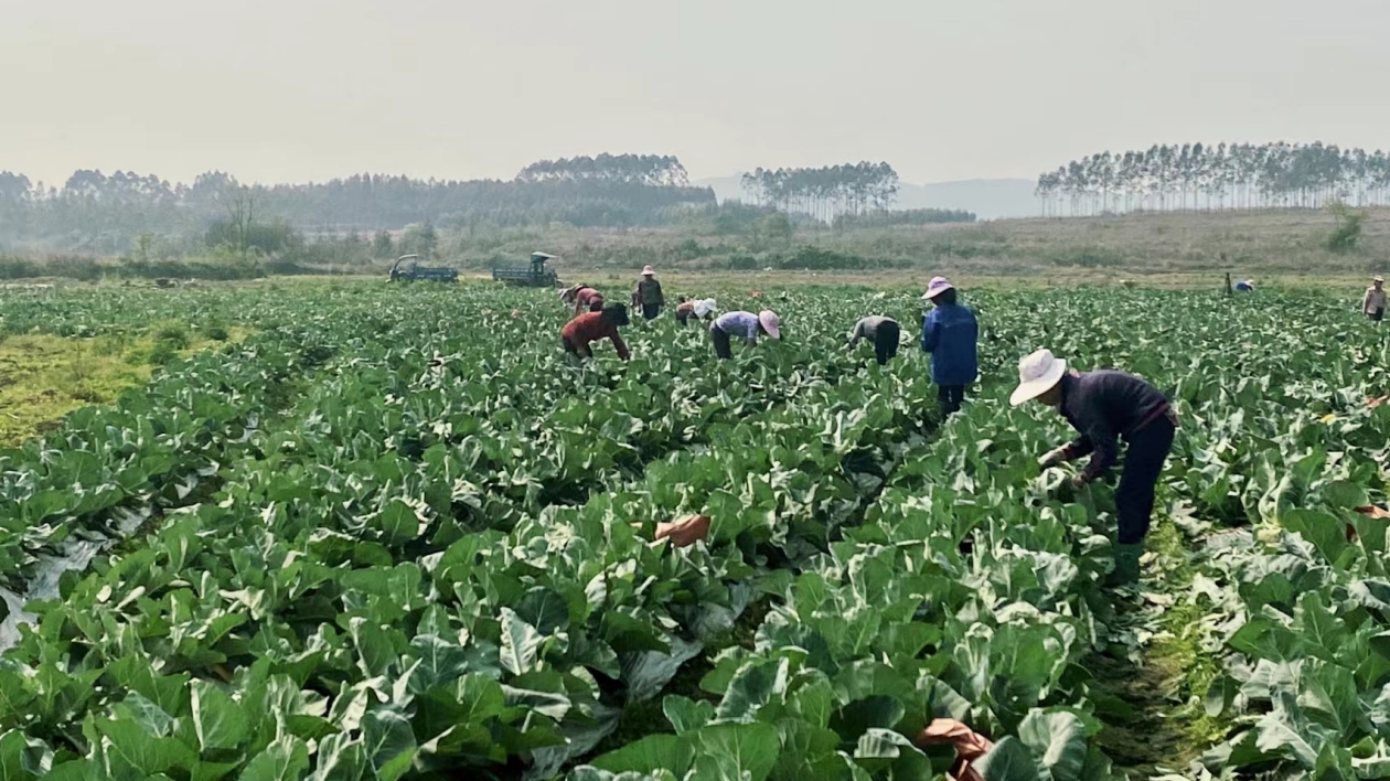 土地流轉促鄉村振興 韶關湞江350畝花菜喜獲豐收