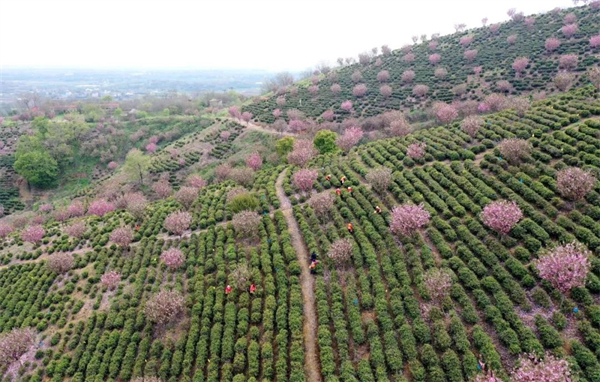 安徽巢湖：最大黃金芽茶園開園