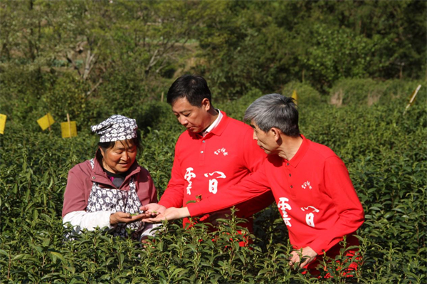 皖黃山區：茶旅融合入佳境 老區迎來新發展