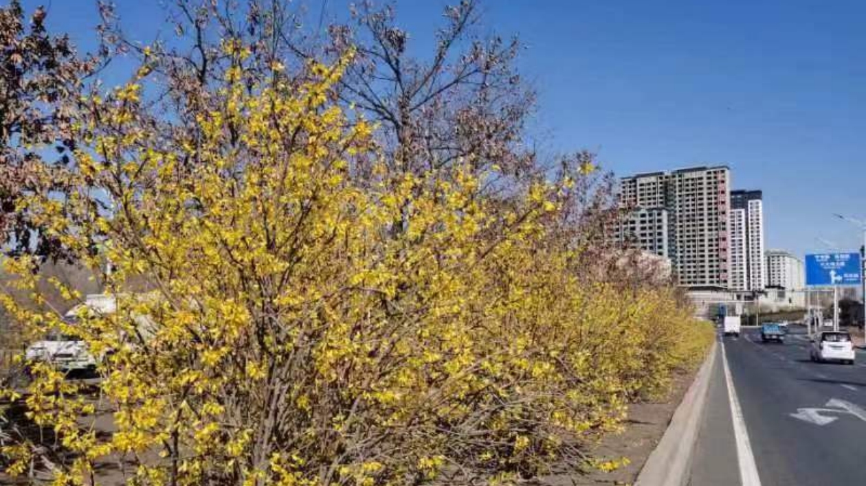 哈爾濱市香坊真「香」 花香景美宜居宜業