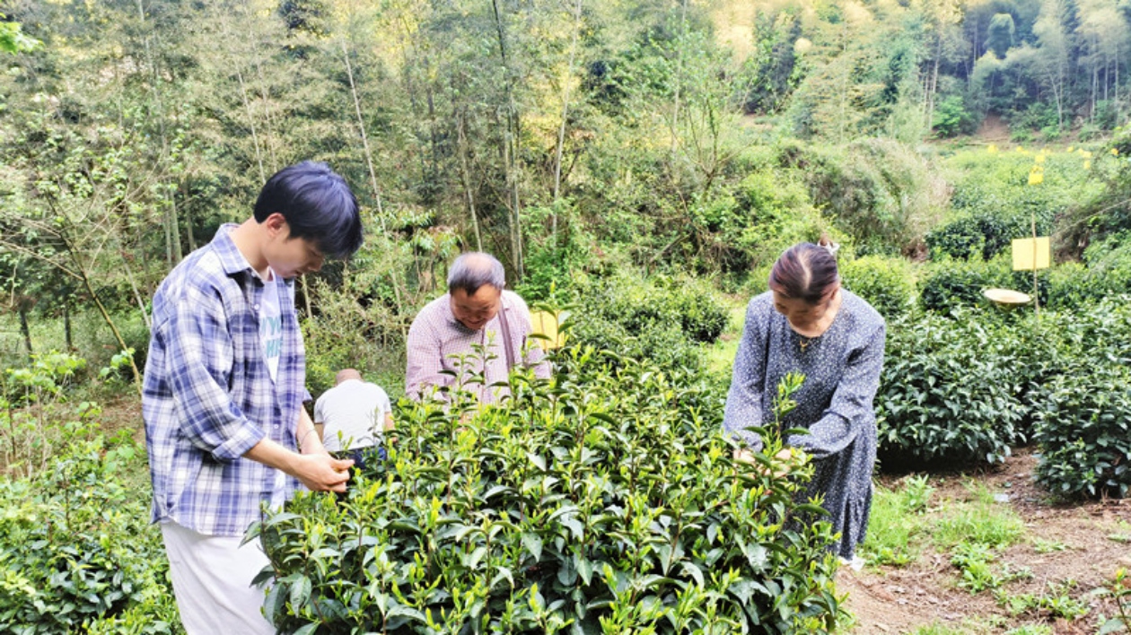 皖柯村鎮：幹部援手摘新茶 留守老人心歡喜