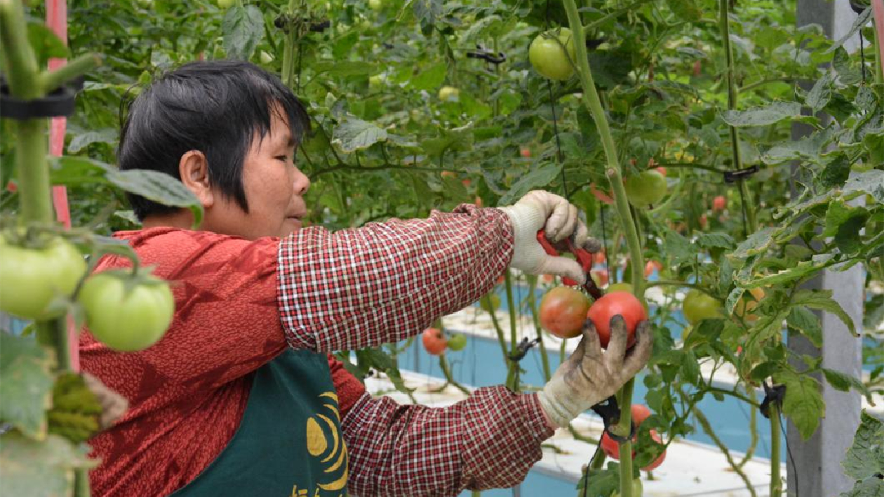 廣州花都恆泰：打造全國一流農業科技創新基地