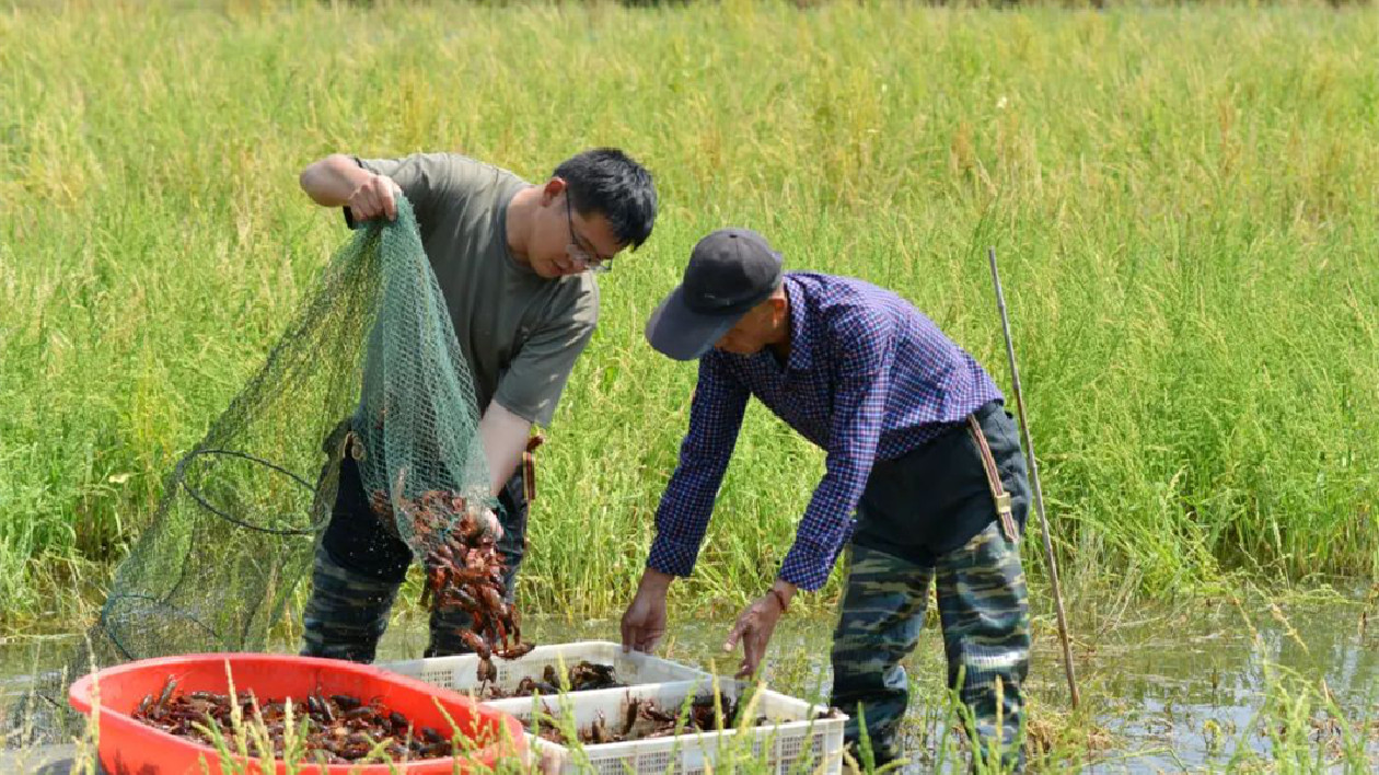 安徽「巢湖產」小龍蝦全面上市