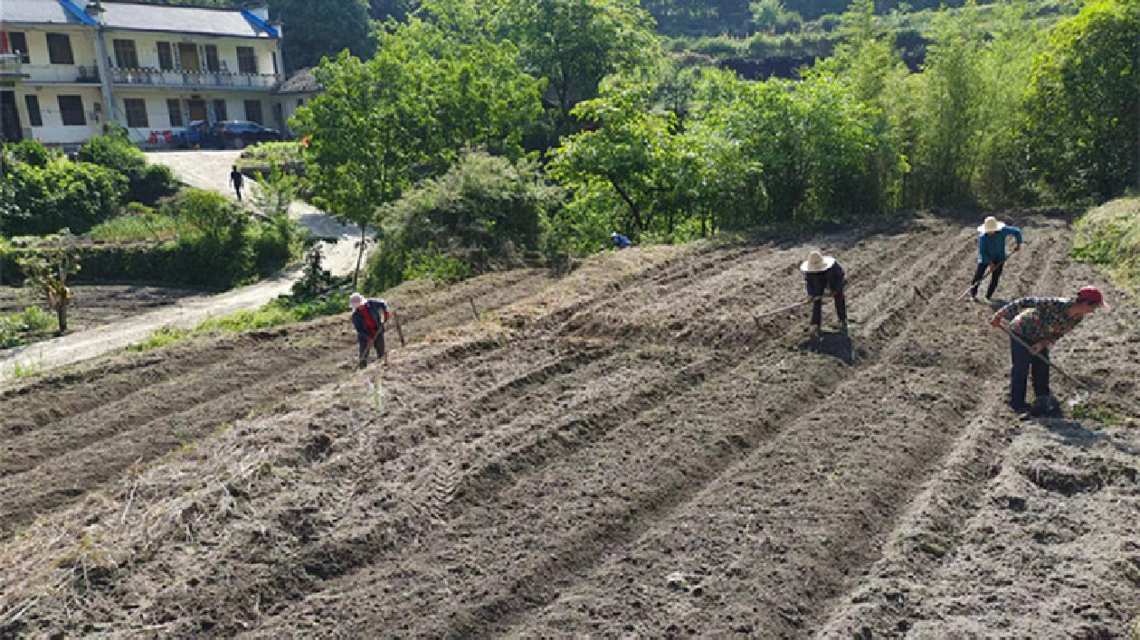 皖黟縣柯村鎮：撂荒地爍「黑金」