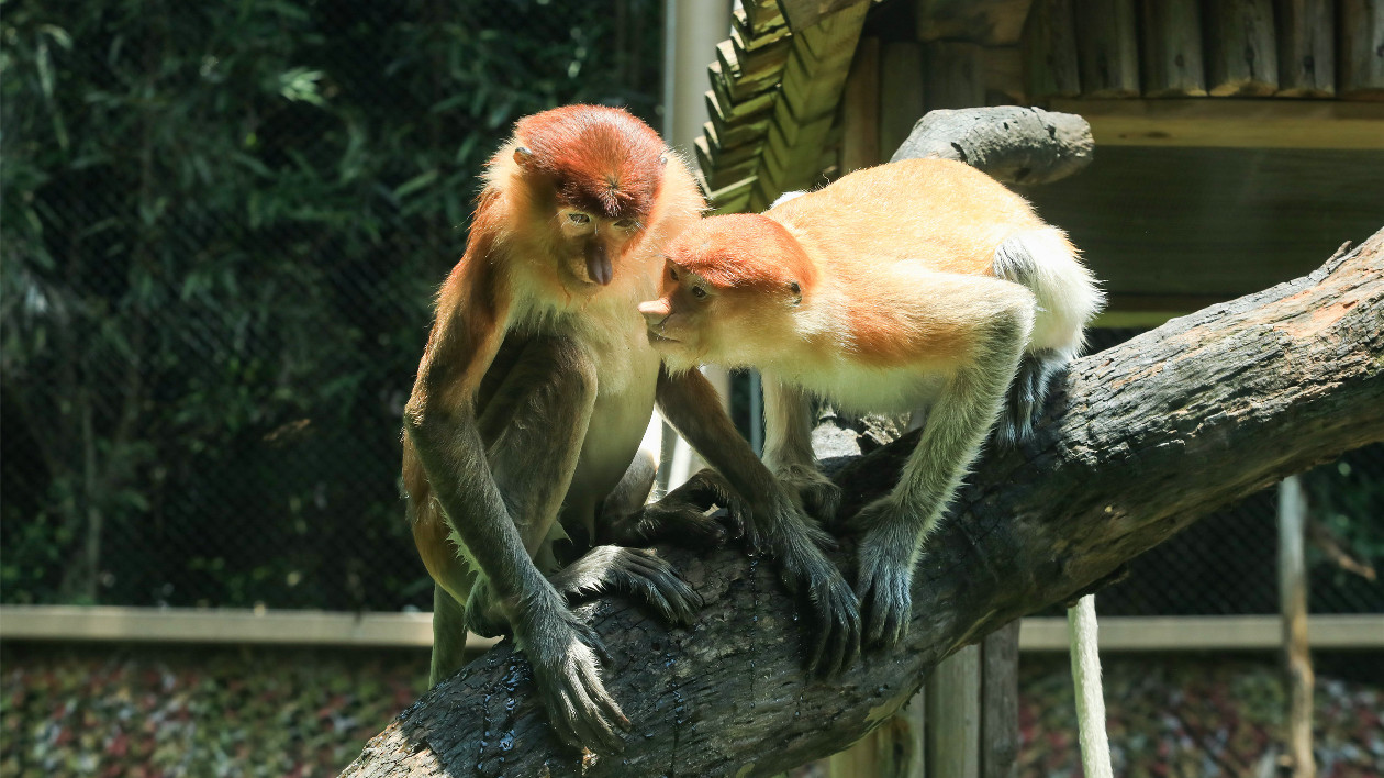 瀕危動物落戶廣州第七年  在長隆解密動物界「匹諾曹」