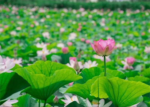 黑龍江集賢今夏第一波荷花綻放