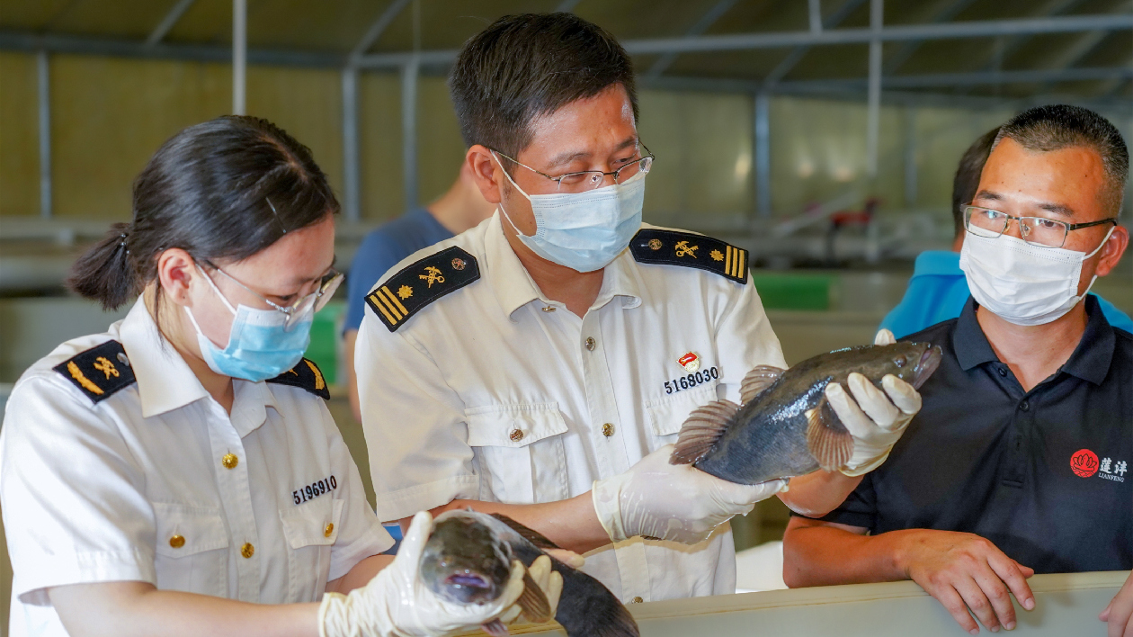 廣州海關護航「粵字號」農產品加速出海