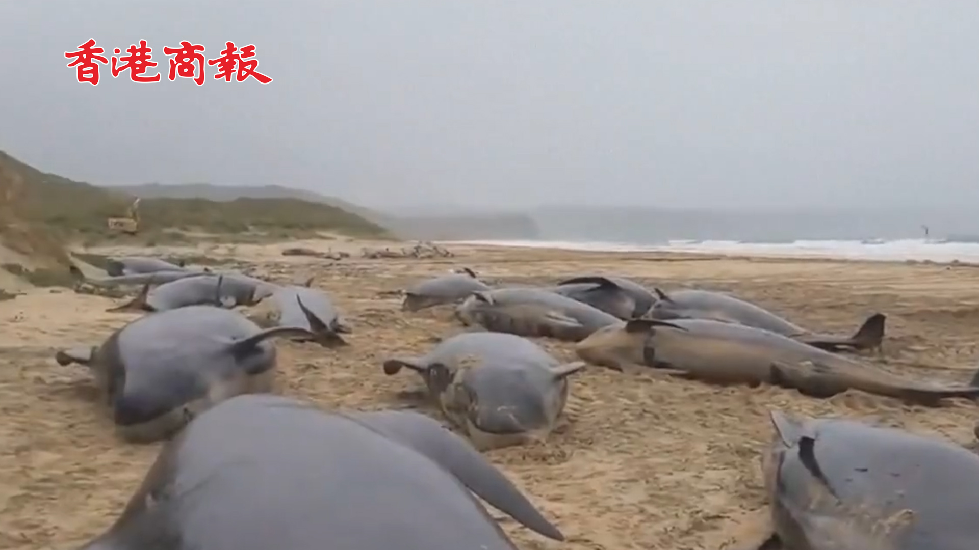 有片丨超50頭鯨魚在蘇格蘭海灘擱淺 40多頭已死 幸存鯨魚被「安樂死」