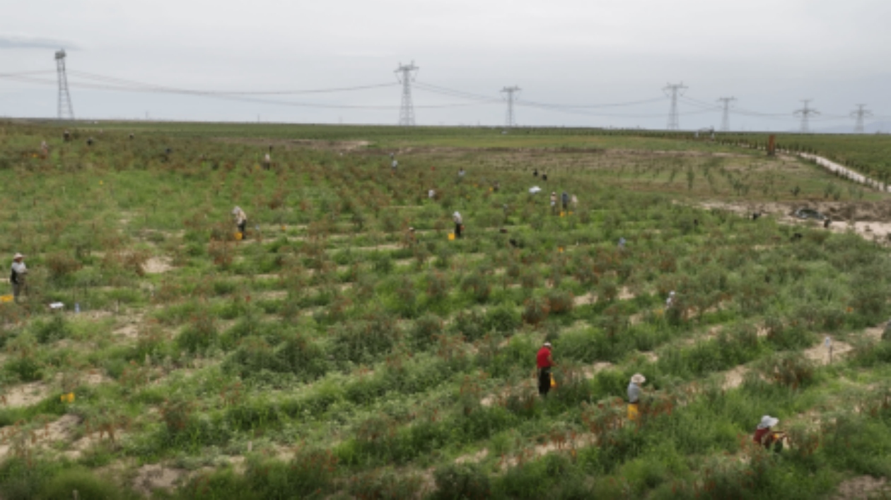 甘肅·靖遠枸杞採摘節：萬畝有機枸杞種植園精彩亮相