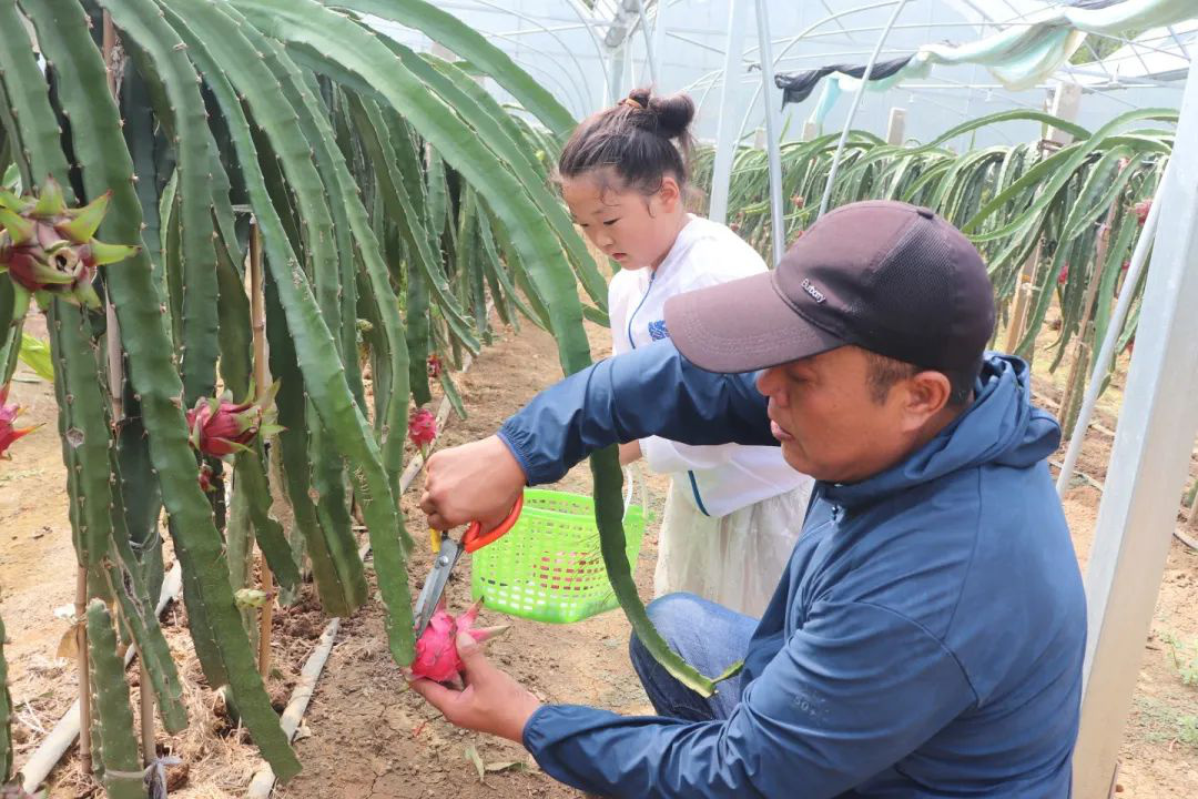 安徽巢湖：家門口的火龍果嘗鮮上市