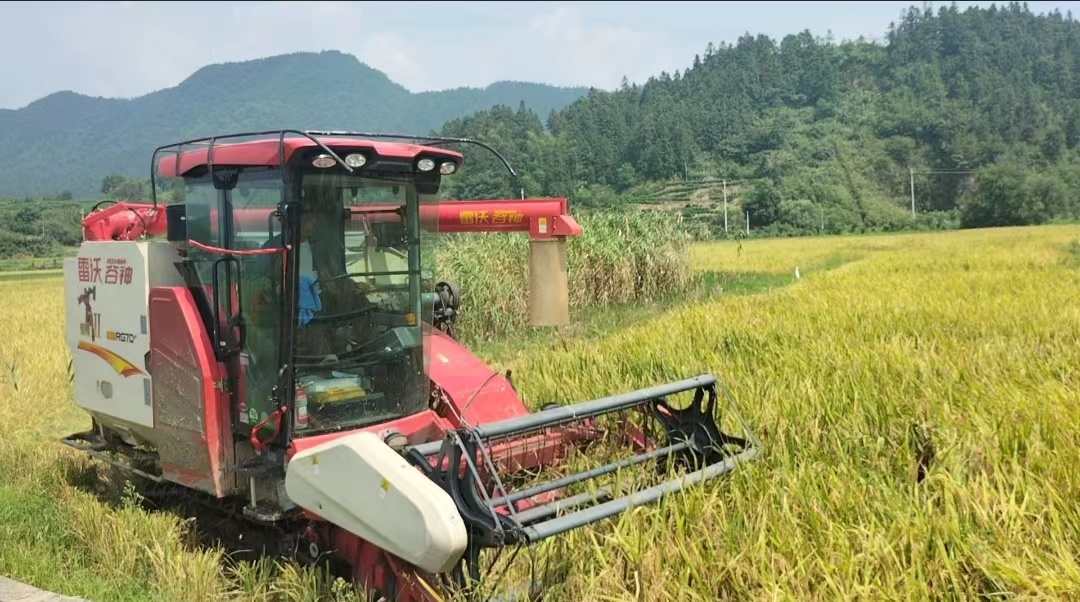 一種兩收頭季開鐮  皖黃山烏石鎮再生稻喜豐收