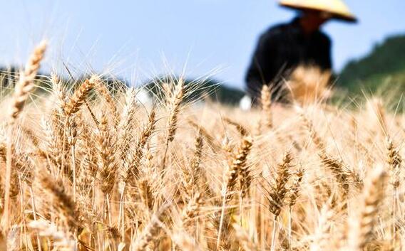 中央紀委國家監委：持續深化糧食購銷領域腐敗問題專項整治