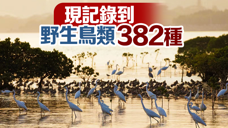 鳥棲城中樹 鷺共遊人舞： 每年約10萬候鳥來深圳越冬