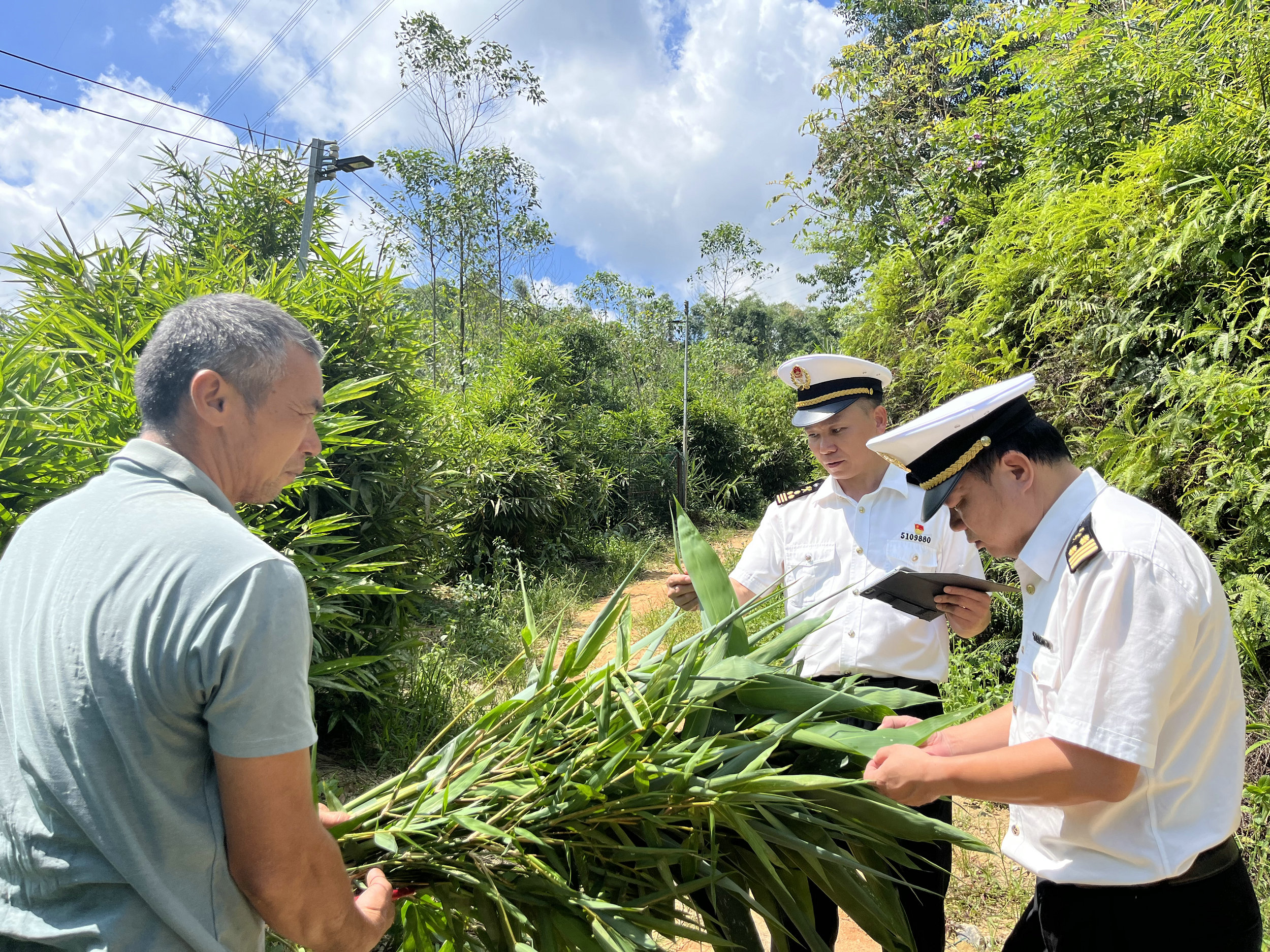 穗從化海關保障鮮竹葉快速供港保障大熊貓「舌尖上的安全」