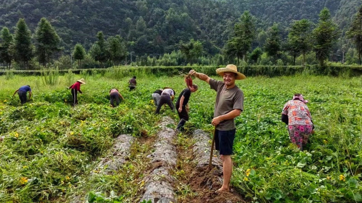 小香薯變香餑餑  皖休寧商山鎮撂荒地變豐收田