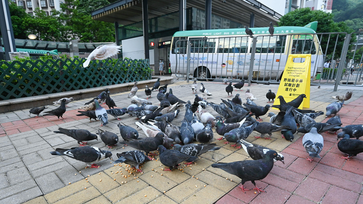 【民意建言】餵飼野鴿屬違法 加強打擊保市容