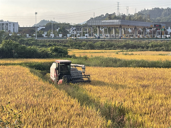 皖黟縣漁亭鎮：機械化加持 稻油輪作促增收