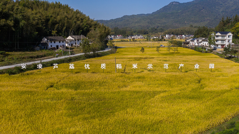 皖祁門：金秋「豐」景   安凌如畫