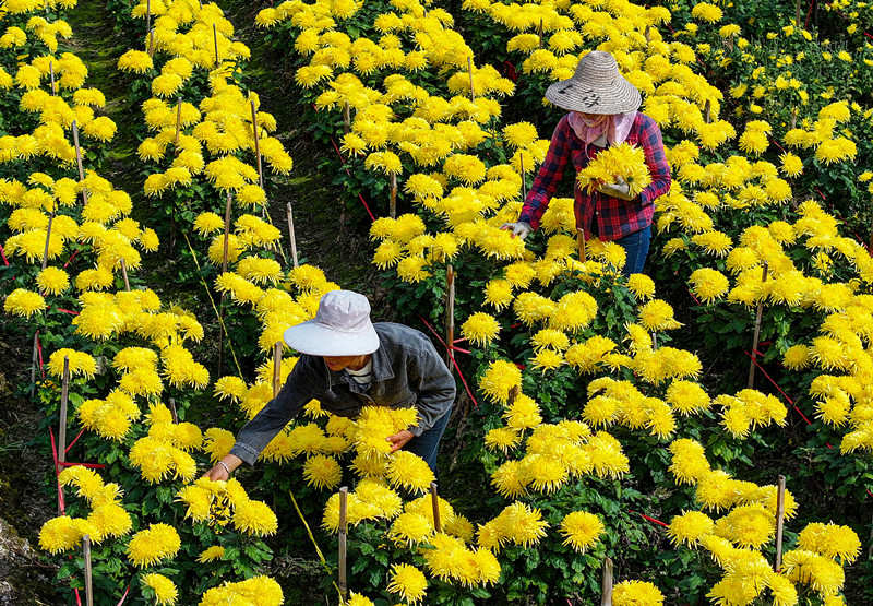 以「菊」為媒共商「花」事   2023黃山貢菊（歙縣）產業發展大會成功舉辦