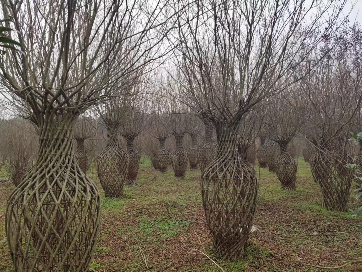 河南南召皇后鄉：加快花卉苗木產業轉型升級 助力鄉村高質量振興發展