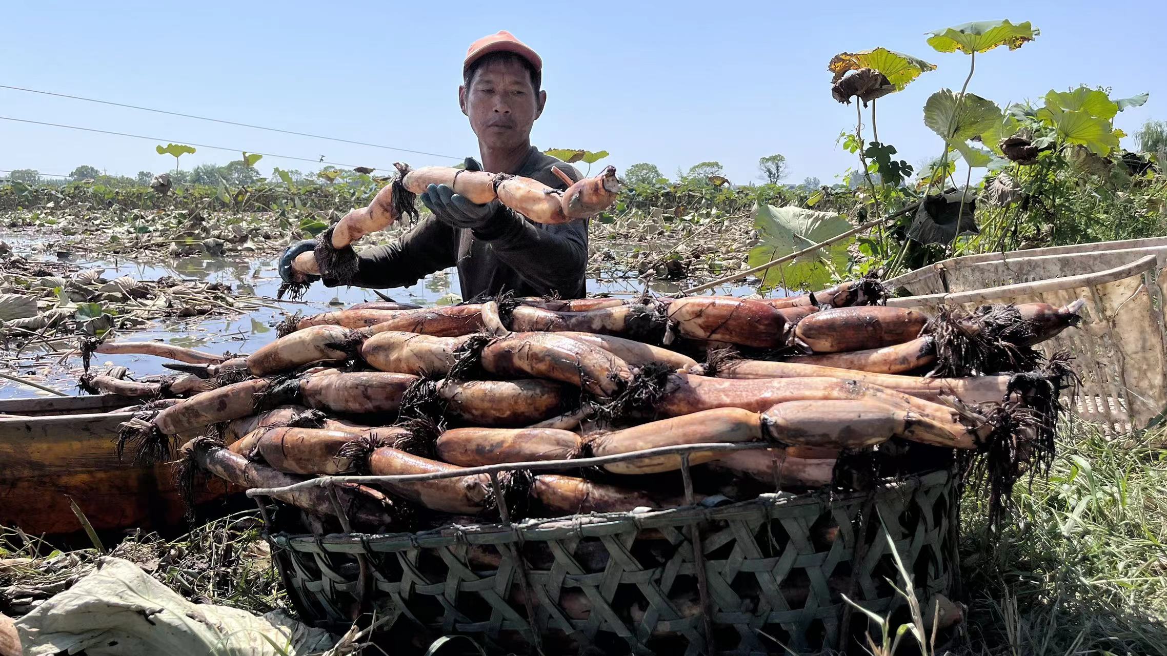 全國集採助推行業升級  錢大媽推進全國基地直采