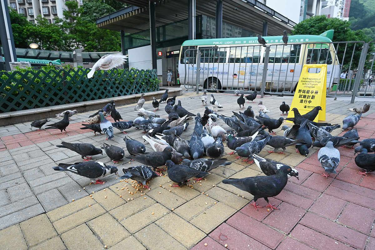 禁止餵飼野鴿草案擬明年8月生效 最高罰款提升至10萬元