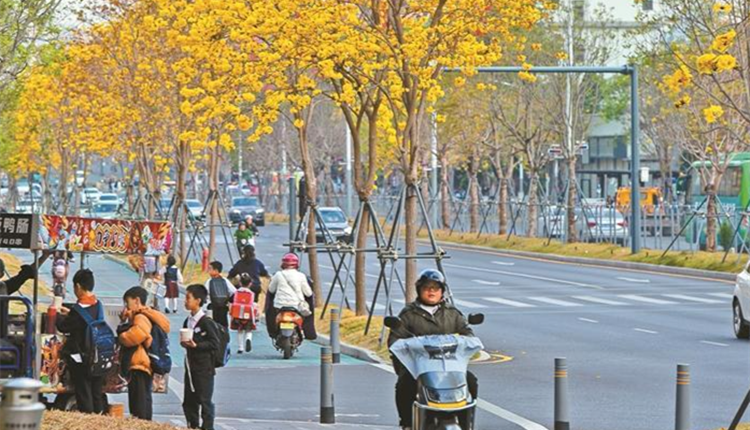 宮粉紫荊、簕杜鵑、木棉、風鈴木……深圳街頭繁花「圳」好