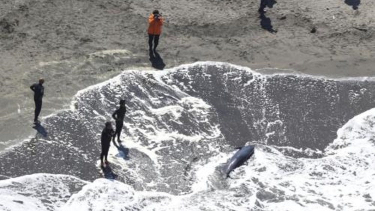 日本千葉縣近海發生5.2級地震 多地有明顯震感