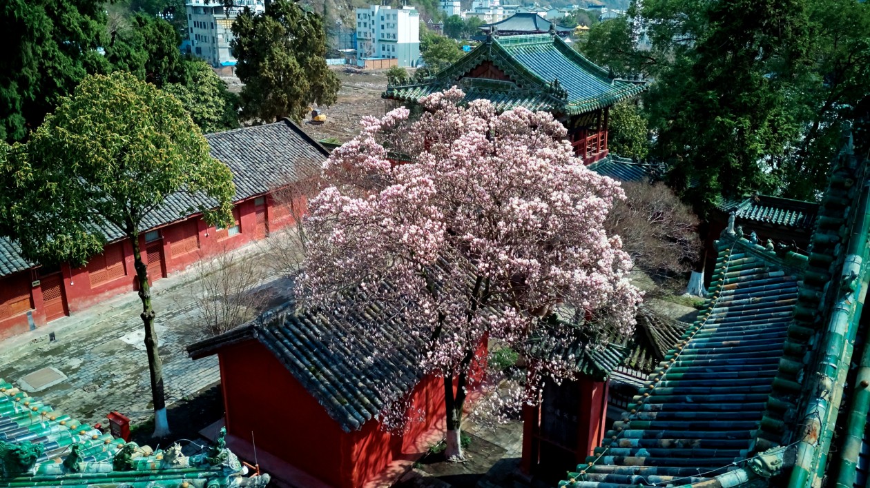 有片│四川平武：紅牆黛瓦白玉蘭 深山古寺春意濃