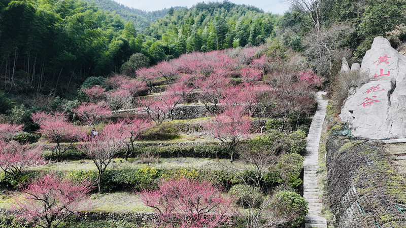 有片|【來徽州·上春山】黃山花谷春意正濃