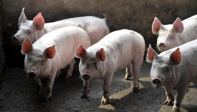 國家統計局：3月中旬生豬(外三元)價格環比上漲2.8%