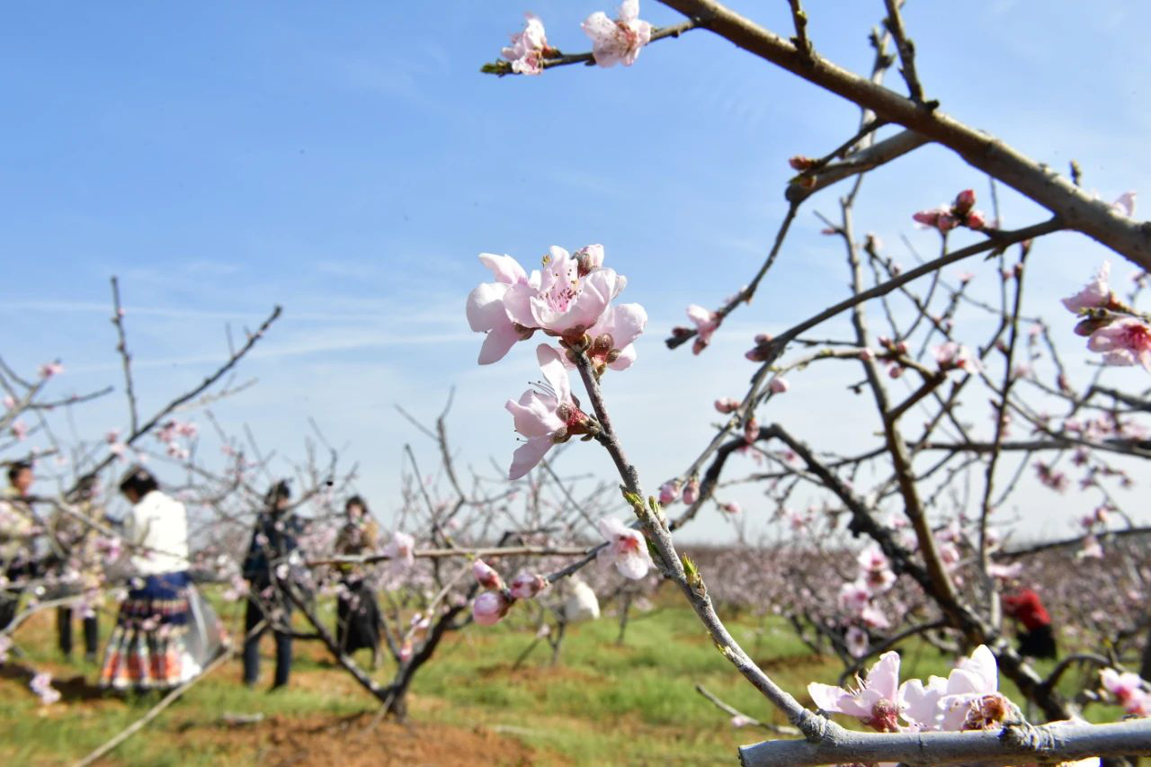 安徽巢湖：桃花源2000畝桃花次第綻放