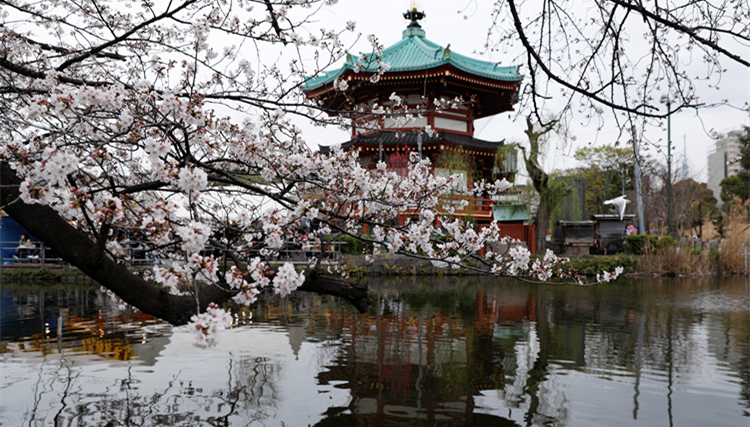 東京創150年來3月最高溫紀錄 高知市染井吉野櫻搶先盛開