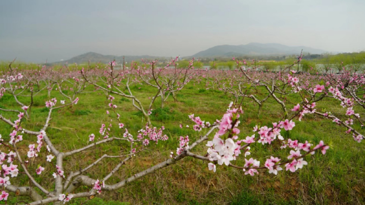 安徽巢湖：桃花節「花」式寵客 讓你「桃」醉