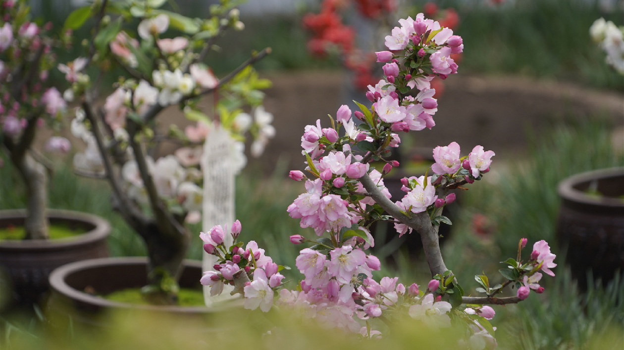  一園一花一品 首屆北京朝陽花園節—海棠花節開幕