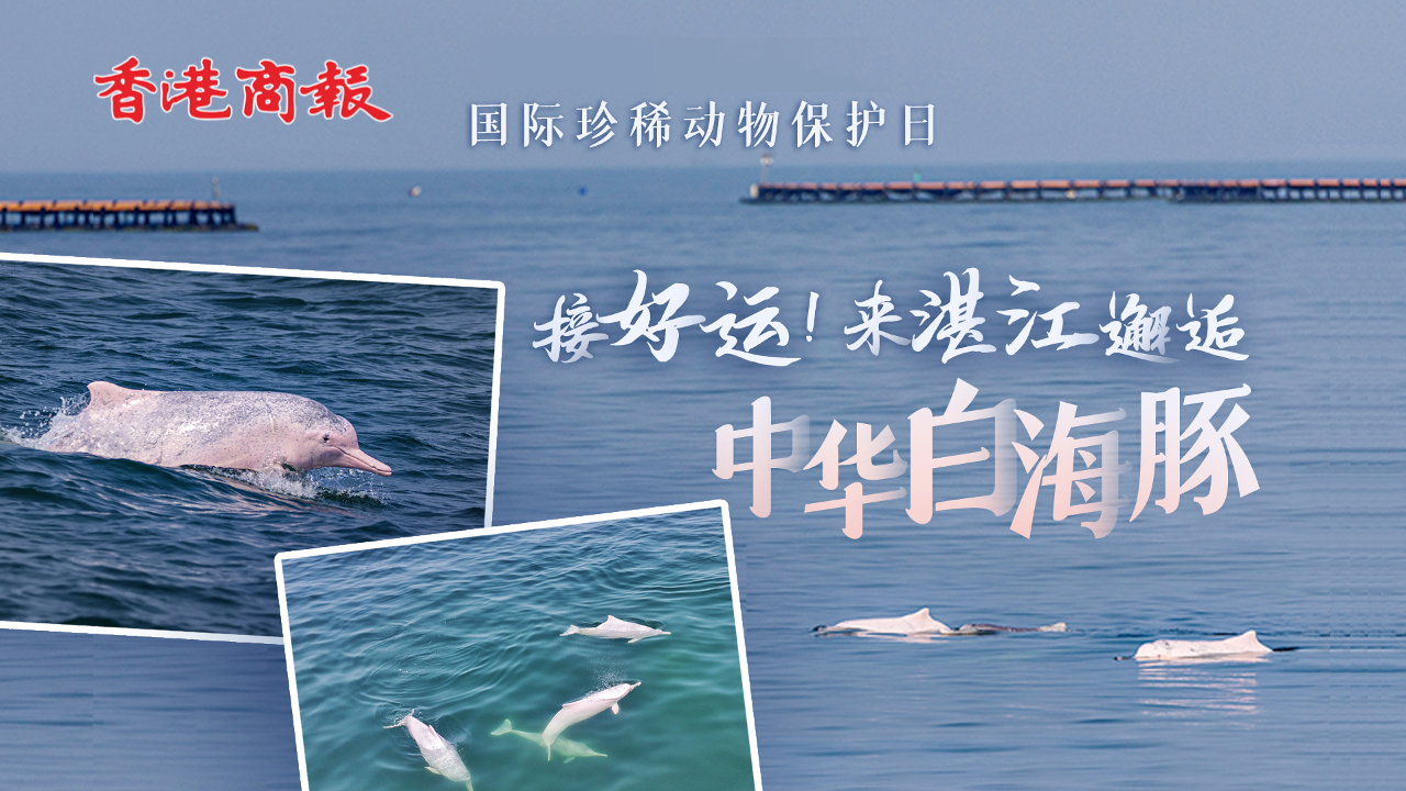 直播回顧丨接好運！來湛江邂逅中華白海豚