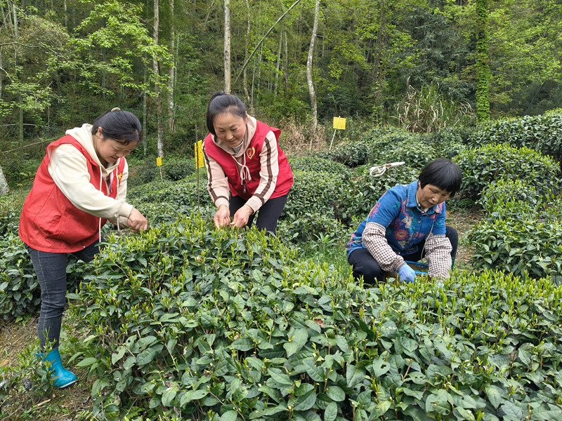 皖黟縣漁亭鎮：茶香四溢產業興  「點綠成金」促振興