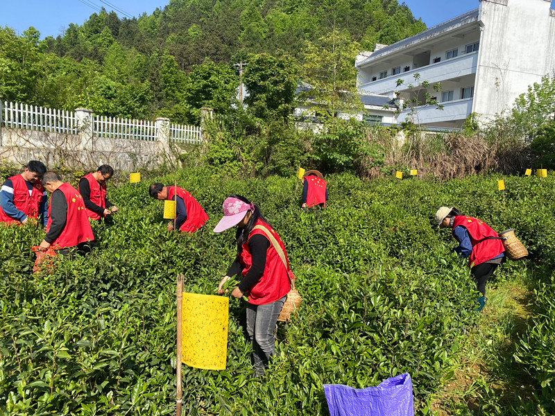 皖黟縣美溪鄉：融合發展顯活力 鄉村振興繪新景