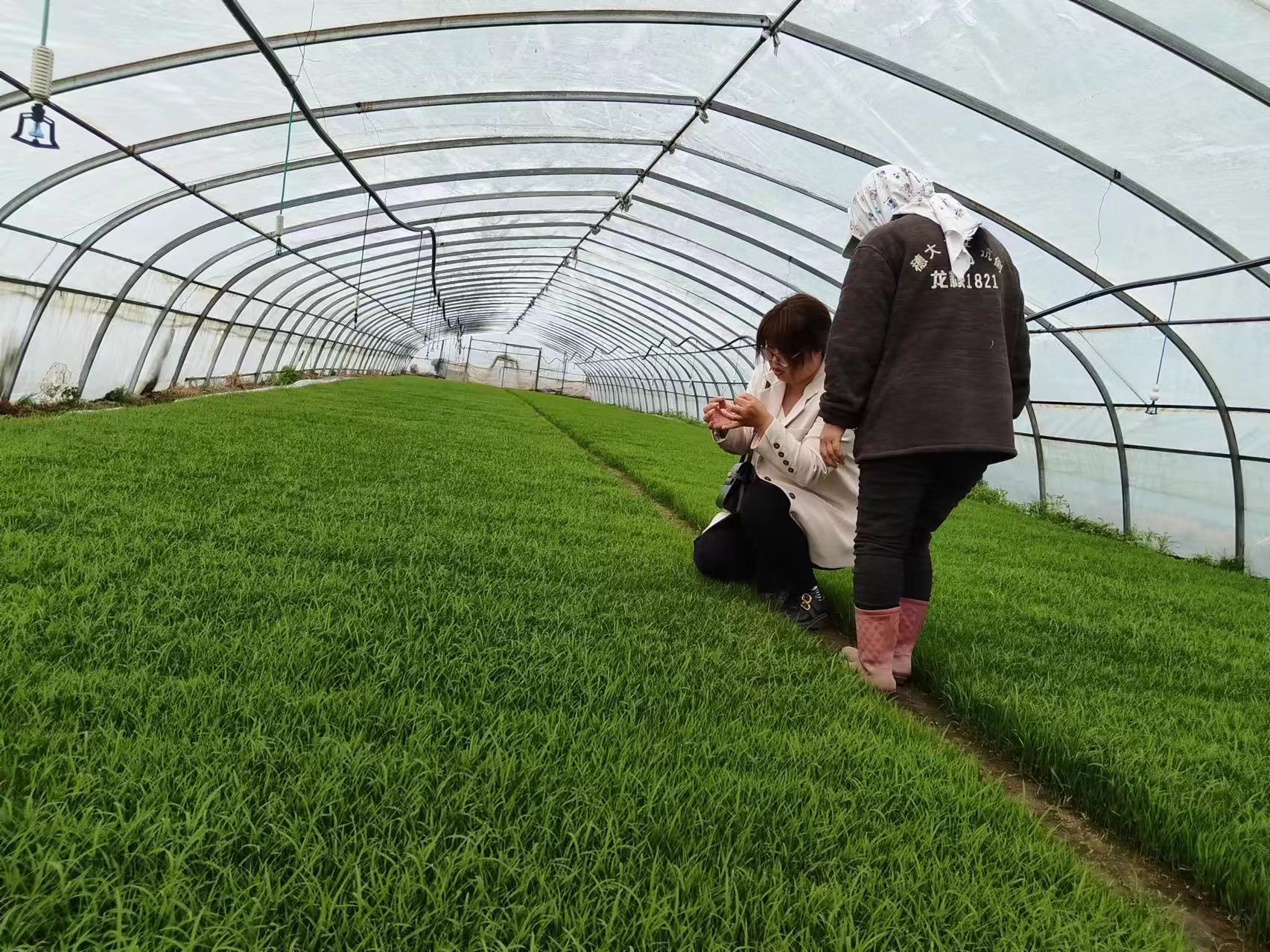 黑龍江湯原縣：農技指導春耕生產  提升單產田間把脈